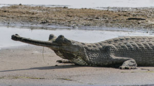 Gharial Crocodile, Chambal River, Offbeat travel destinations in India