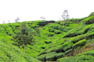 budget backpacking trip in south india, budget backpacking trip in south india