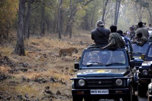 Open jeep safari ride, Tadoba National Park, Maharashtra