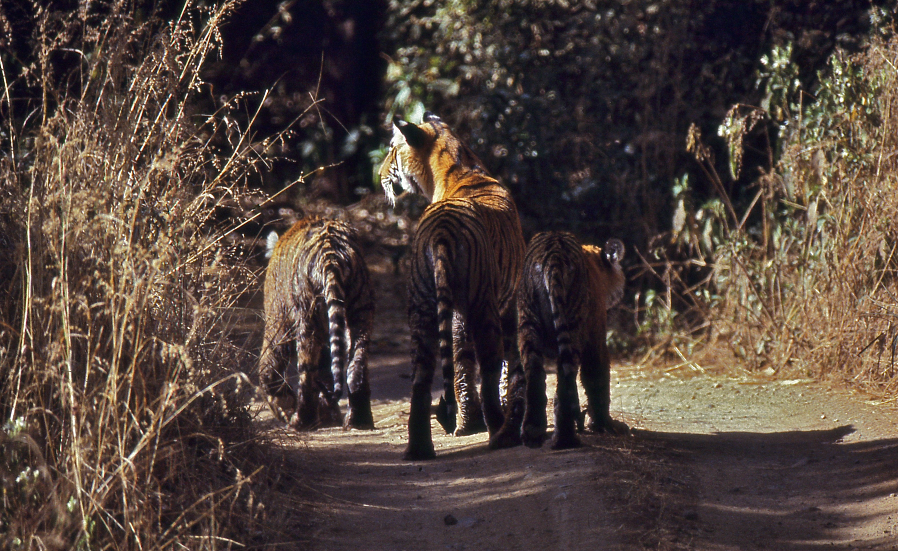 Reiseroute Indien 2 Wochen