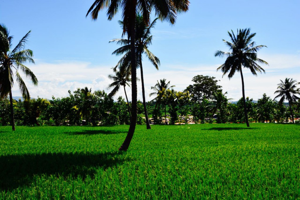 Hampi-Virupapuragadda-Reisfeld