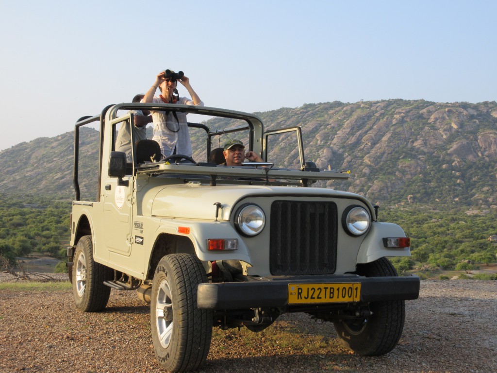 ramblinairum, leopard safari, rajahstan