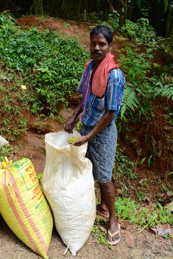 Munnar_CardamonPlantation_Man