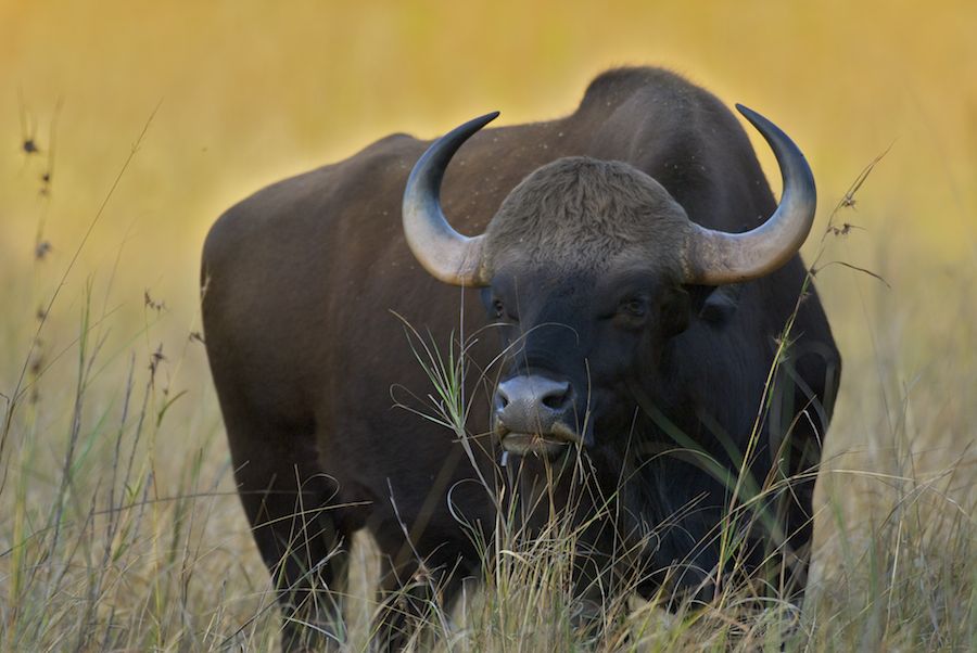 Safari in Indien: Die schönsten Nationalparks in Indien