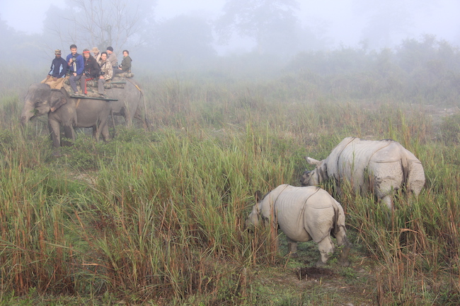 Himalaya Indien Kaziranga