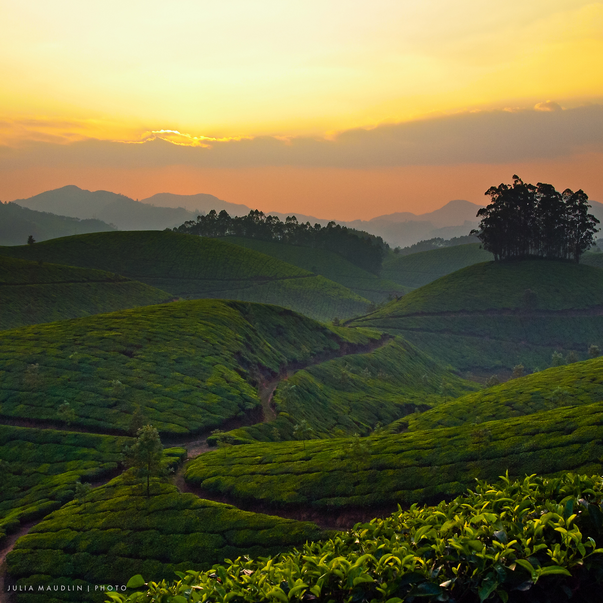 Wandern in Indien, Munnar