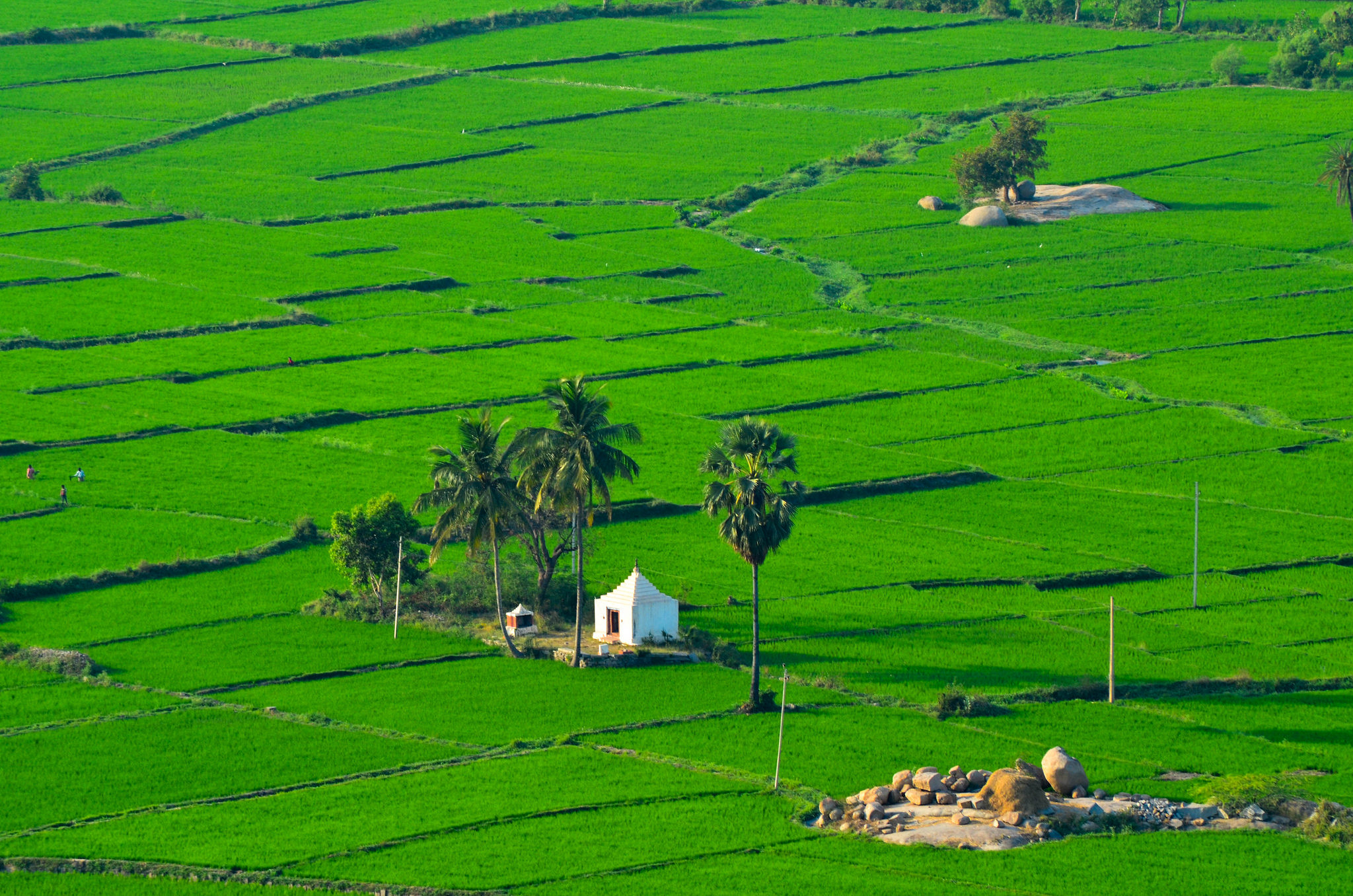 India in September, monsoon, hampi, rice fields