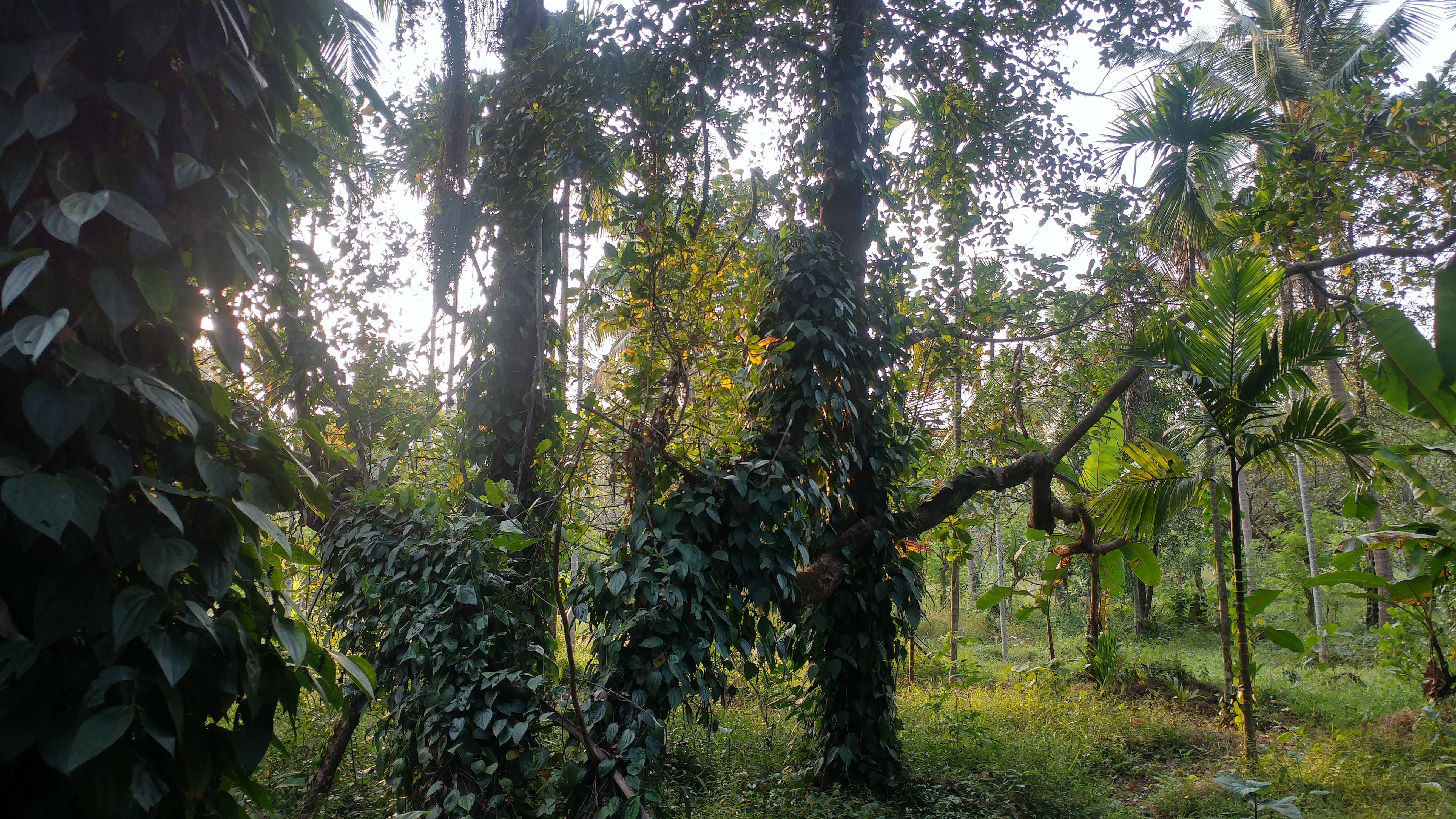 Urlaubsplanung Indien: Schönes Homestay in Goa