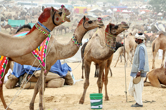 Rajasthan desert