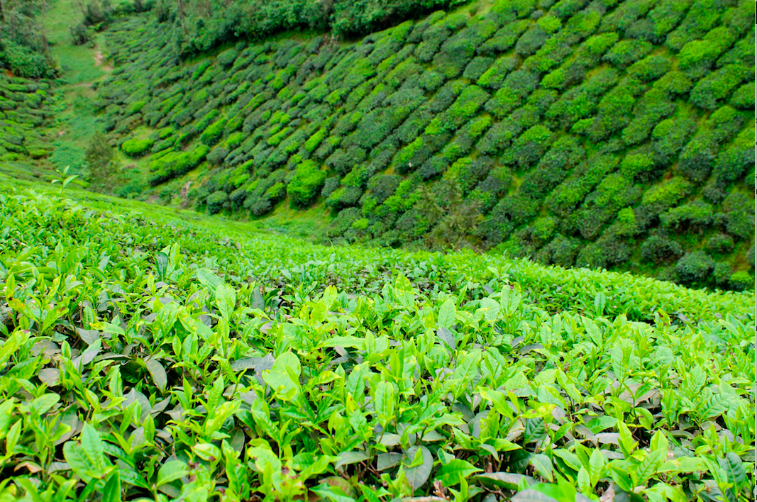 Kerala