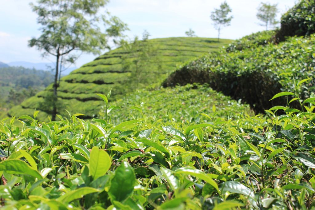 Munnar, South India during monsoon