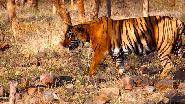 Tiger Safari