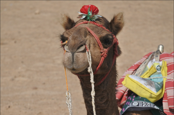 Travel to Jaisalmer, India